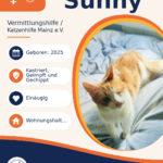 Sunny – Katze zur Vermittlung