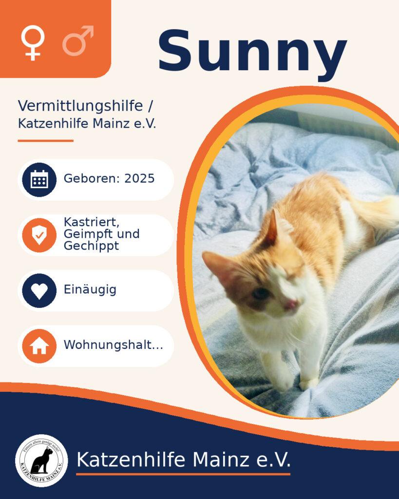 Sunny – Katze zur Vermittlung